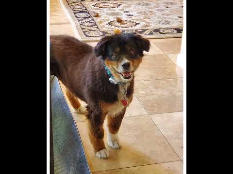 Crystal the Pet Nanny. LLC video.