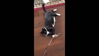 MAX ATTACKING A FEATHER WAND - Cat Loaf