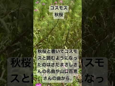 秋のマルチ：どのタイプを選択し、いつどのように適用するか？  庭園