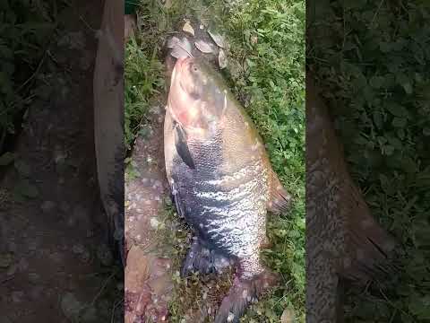 Cachama de 20 libras impresiona en  Puerto Boyacá.  #colombia  #puertoboyaca