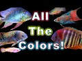 Brightly Colored Fish For Freshwater Aquarium