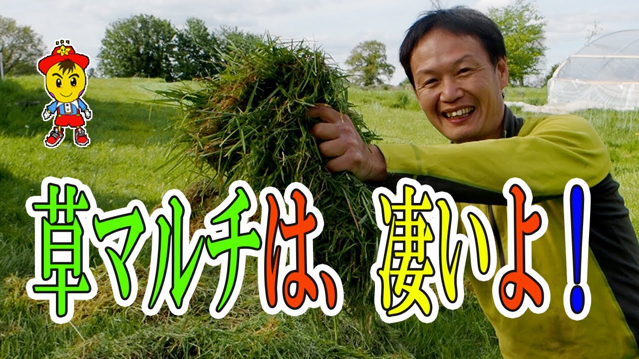 【自然栽培】草マルチで収穫量は増えるのか?効果の検証と役割のまとめ
