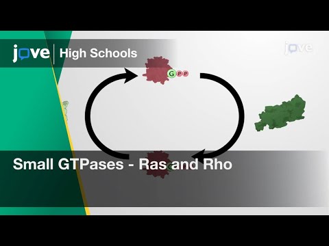 Small GTPases - Ras and Rho | Cell Bio | Video Textbooks - Preview