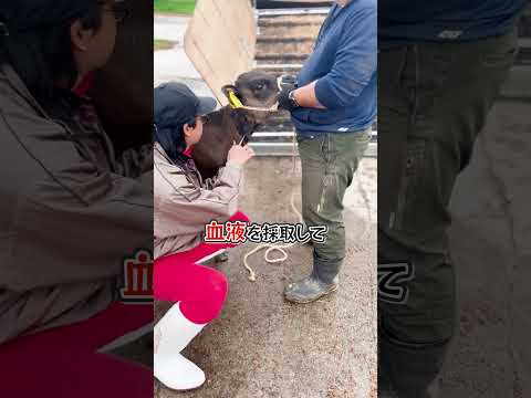 フランス法における家畜 - 定義