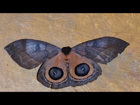 Nos fuimos de rio (la miel en samana caldas)