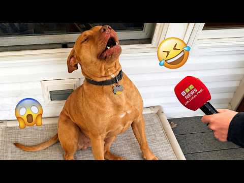 I Wanted a Dog, But God Gave Me a Comedian! 🐶😂| TOP Funny Dog Videos 2026 #3