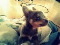 Chihuahua Puppy Crying