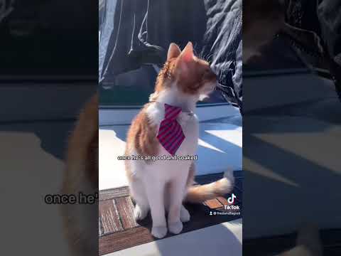 Captain Fred, the boat cat, loves water #catskittens #funnycats #cattok #adventurecat