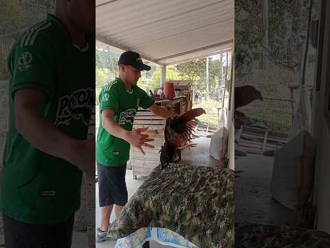 Ejercicios para que tú gallo sea más ágil y fuerte #gallosfinos