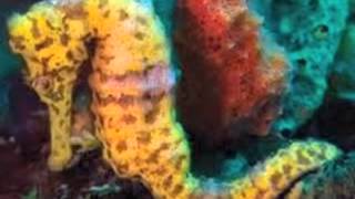 Galactic Federation of Light JANUARY 2 2013 Centaurian Anitheiess Jackson