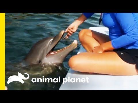 Are Dolphins Really As Smart As We Think? | How Do Animals Do That?