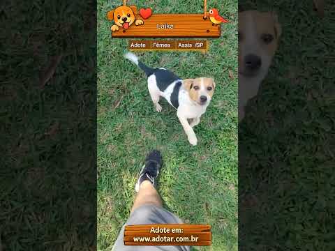 Vídeo de Laika