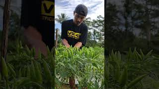 Download lagu panen cabe rawit hijau varietas BARA mp3 Download lagu panen cabe rawit hijau varietas BARA mp3