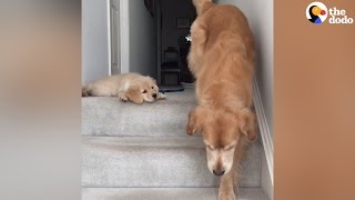 Puppy Doesn't Know How His Mom Got Down The Stairs | The Dodo