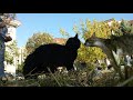 Grey Cat Attacked The Tuxedo Cat Because I Petted Her