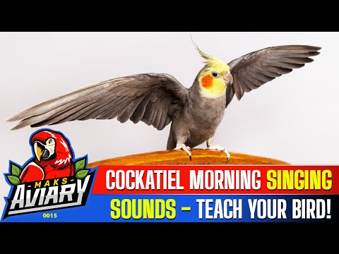 Cockatiel Morning Singing Sounds - Cockatiel Calls- 1 Hour of Singing Cockatiels - Teach Your Bird!