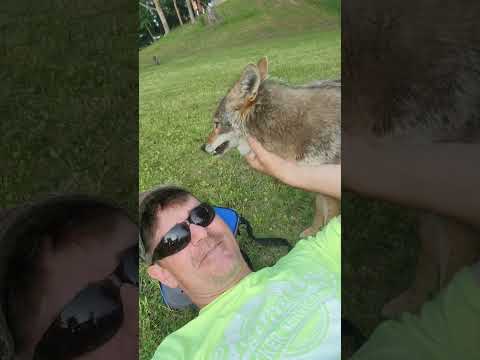 Coyote "YARrrrrrr!" compilation!!! 😆 #weavethecoyote #duckholliday #coyote #pitbull #nature #puppy