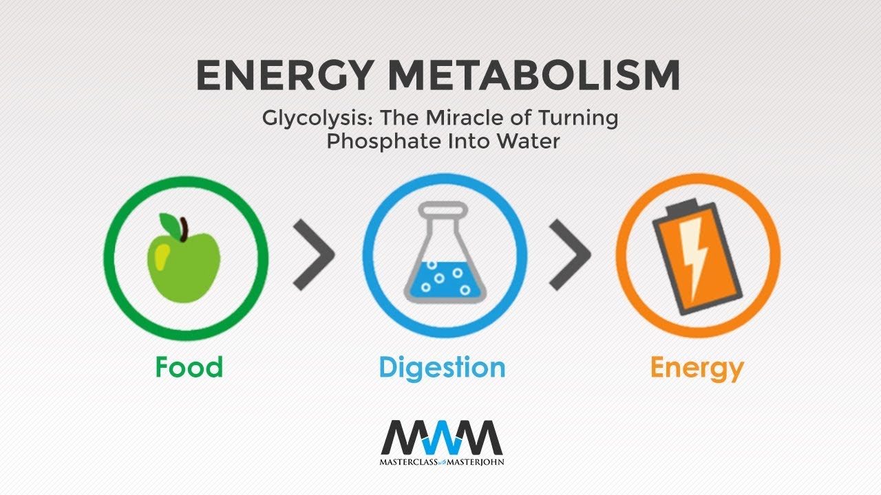 Glycolysis: The Miracle of Turning Phosphate Into Water | MWM 2.19 - YouTube
