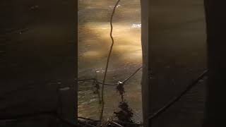 Listen to the Water #hiddentreasure #stevewinwood #nature