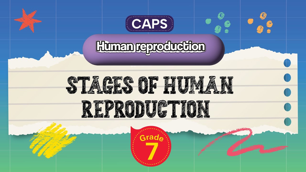 [GRADE 7] Stages of human Reproduction