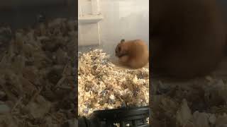 Hamster play time