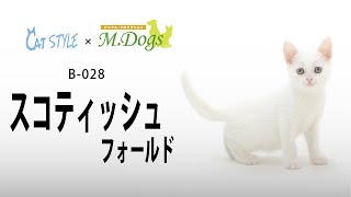 スコティッシュ　子猫