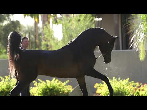 👑 SULTAN GK 👑 (WW STIVALLEA x AL MAGNA), 2015 Stallion