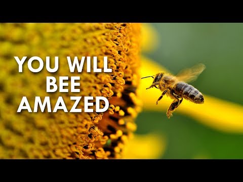 image-What is so special about bees?