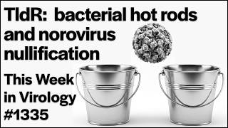TWiV 1335: TldR, bacterial hot rods and nullifying norovirus