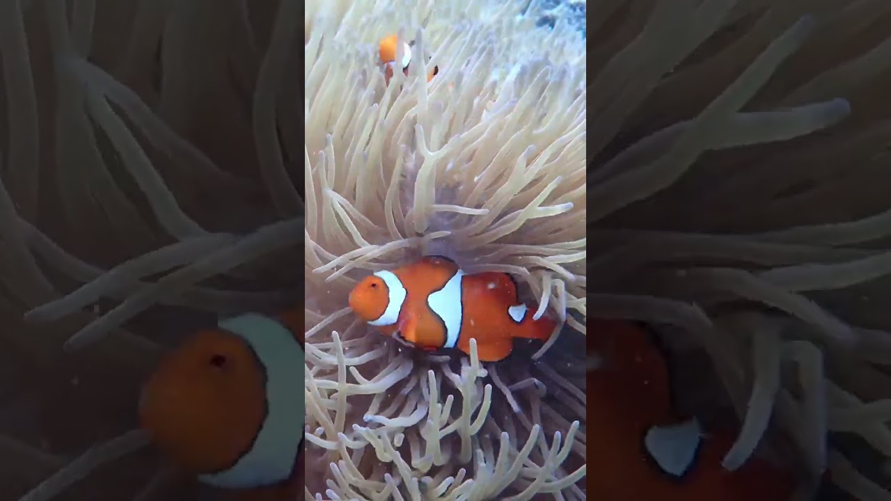 YouTube Short thumbnail