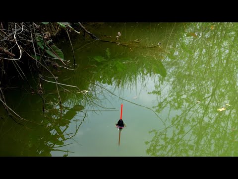 Pescuit la PLUTĂ cu Porumb🌽 si Râme 🪱 - SUPER PARTIDĂ Crapi , Carași , Plătică , Babușcă 🎣 #fishing