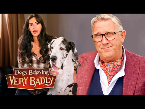 HELP! My Dog Has His Own Bedroom But Won't Share The House