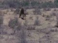 Ostrich Lays Eggs Protects It From Animals