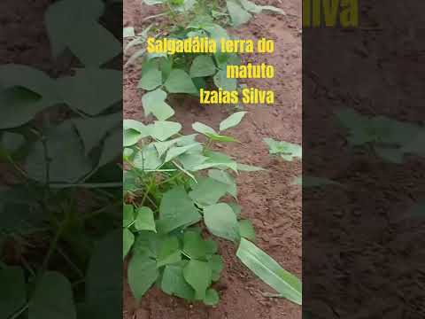 PLANTIO EM FAZENDA NOVA #lánomeusertão
