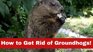 No More Groundhog Day: How to Get Rid of Groundhogs Fast!