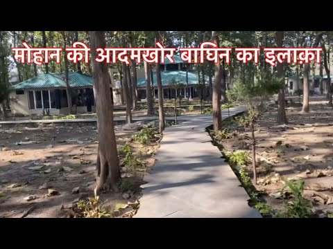 Night Stay in Mohan Maneater Tiger 🐅 Territory | Night Drive in Maneater Territory #tigerattack