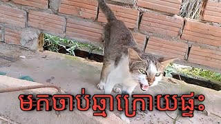 ឆ្មាកាចតើខ្ញុំចាប់បានឬអត់