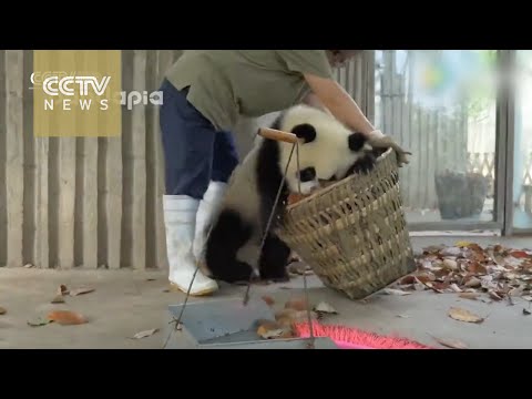 Ces bébés pandas géants sont très indisciplinés !