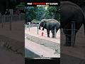 Every Animal Failed to Escape… But This Monkey Outsmarted the Zoo! 🐵😱 #trending #animals #monkey