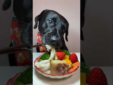 Black Labrador Eating food video, #dogeatingfood #doggielife #asmr