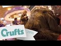 GoPro Dogs! Reamus takes a morning stroll | Crufts.