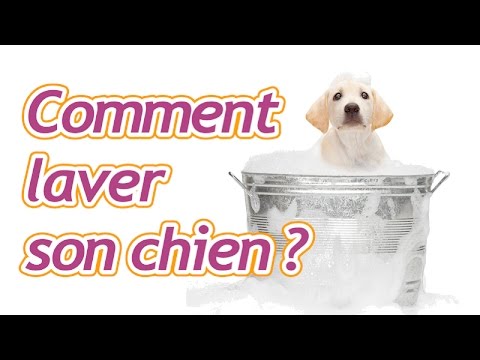 comment nettoyer glandes anales chien