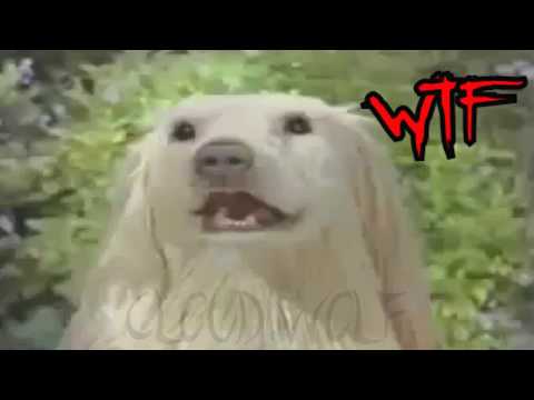 Cachorro Da Deep Web (Lycan Irônico)