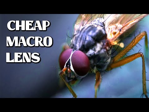 This Budget Macro Lens Leads to Mind-Blowing Results