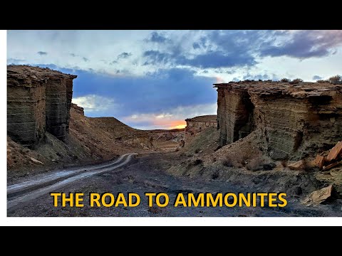Amazing AMMONITES from the Tropic Shale of Utah