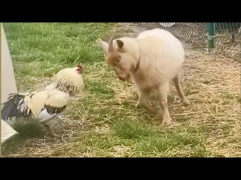 Les animaux les plus drôles de la semaine