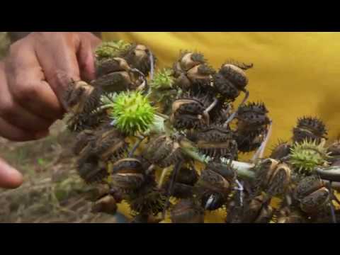 Jamaican Black Castor Oil