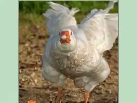 Гуси  га