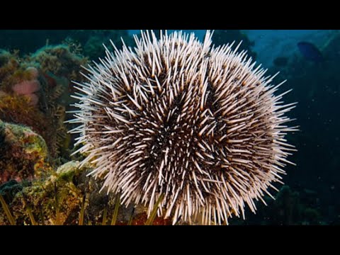 Is a sea urchin an invertebrate?