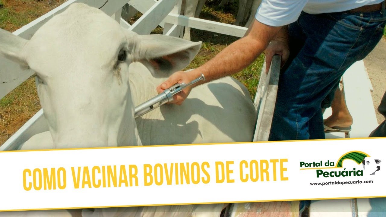Não vacine seus animais antes de ver esse vídeo! Como vacinar bovinos de corte